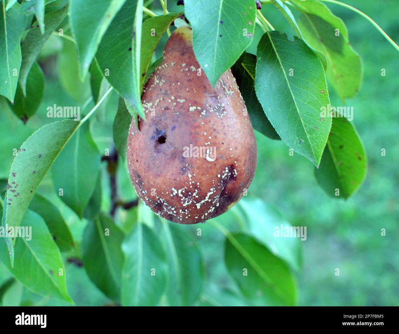 I frutti di pera sono infettati con il fungo Monilinia fruttigena Foto Stock