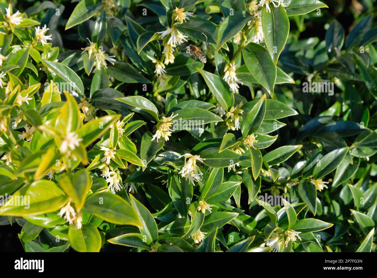 Primo piano dell'arbusto sempreverde di Sarcococca ruscifolia, profumata scatola dolce Foto Stock