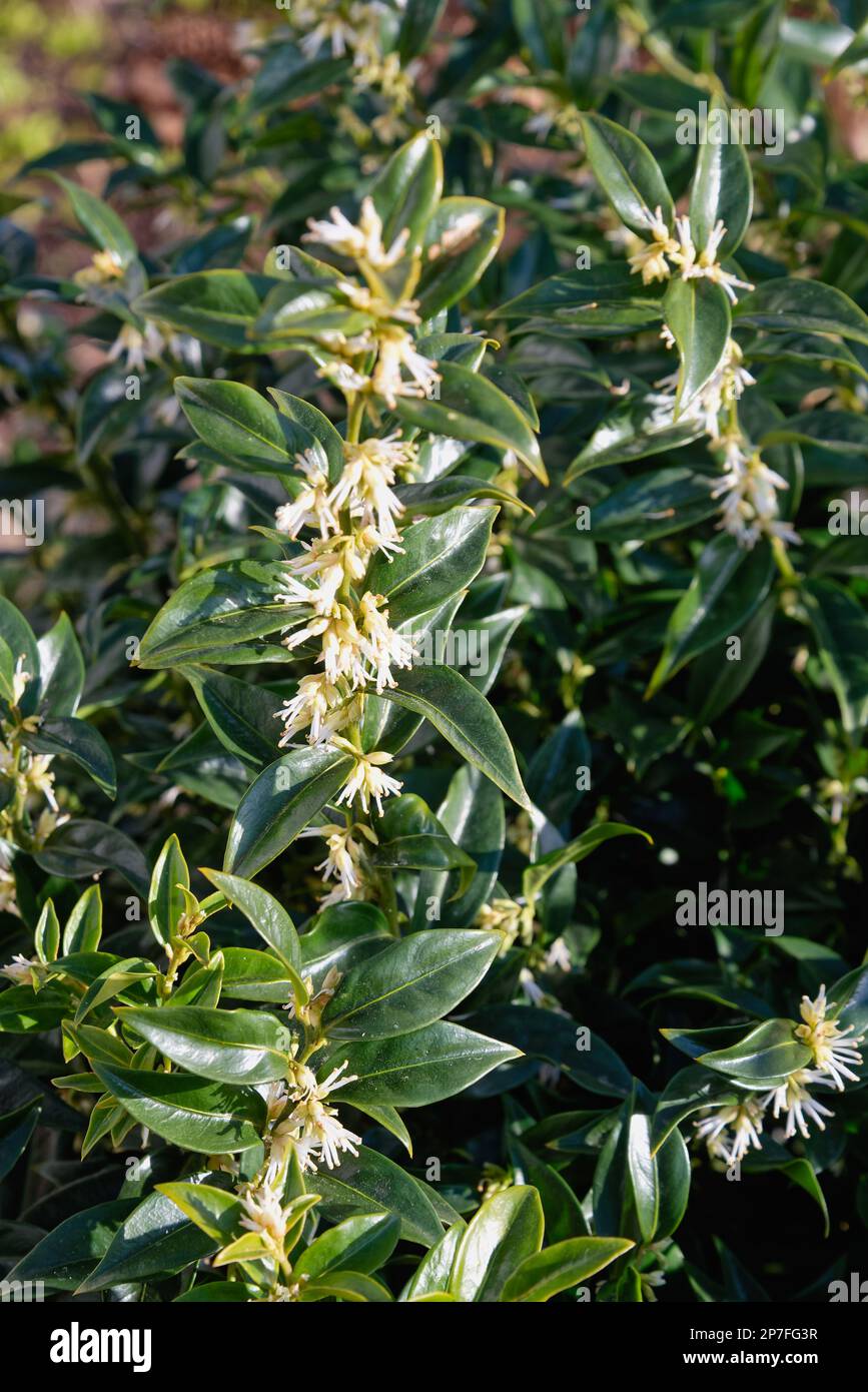 Primo piano dell'arbusto sempreverde di Sarcococca ruscifolia, profumata scatola dolce Foto Stock