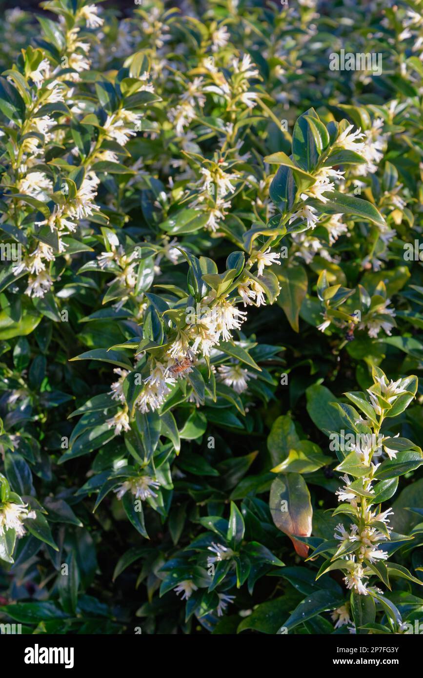 Primo piano dell'arbusto sempreverde di Sarcococca ruscifolia, profumata scatola dolce Foto Stock
