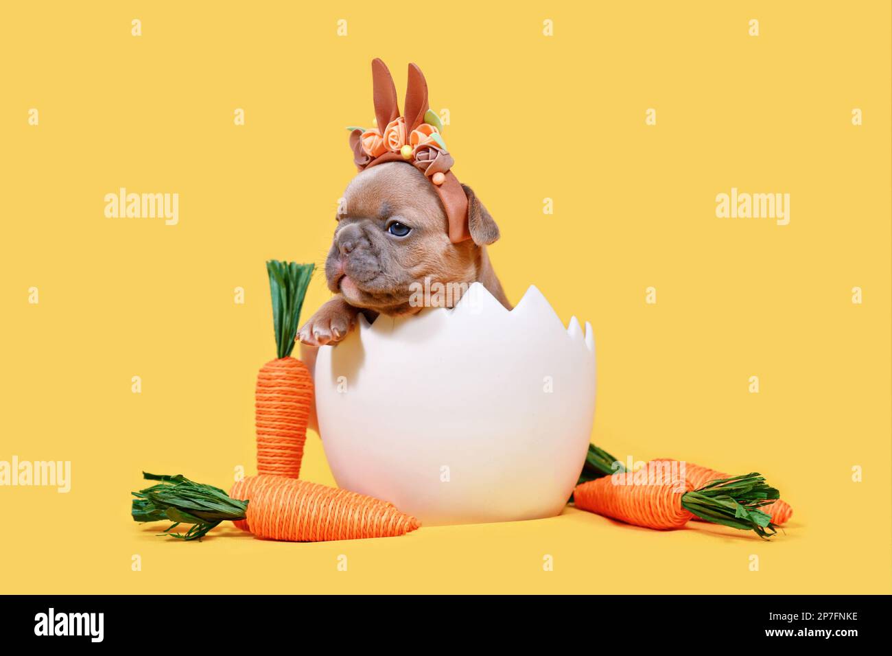Cucciolo di cane Bulldog francese fawn con orecchie di coniglio di Pasqua sedute in guscio d'uovo su sfondo giallo Foto Stock