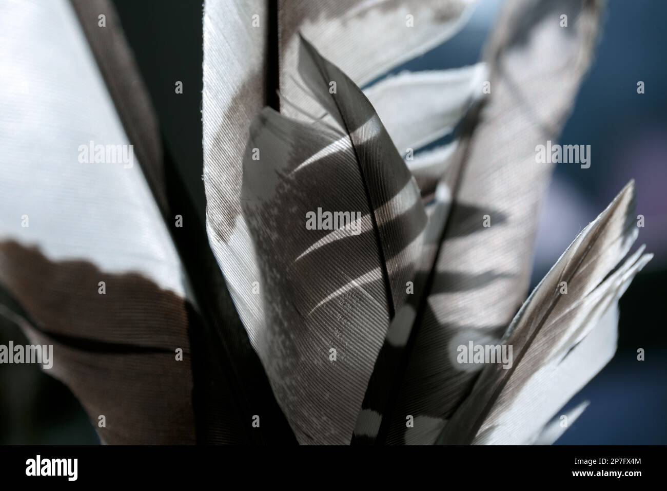 piuma di un uccello. un mazzo di piume d'uccello con una luce solare a contrasto Foto Stock