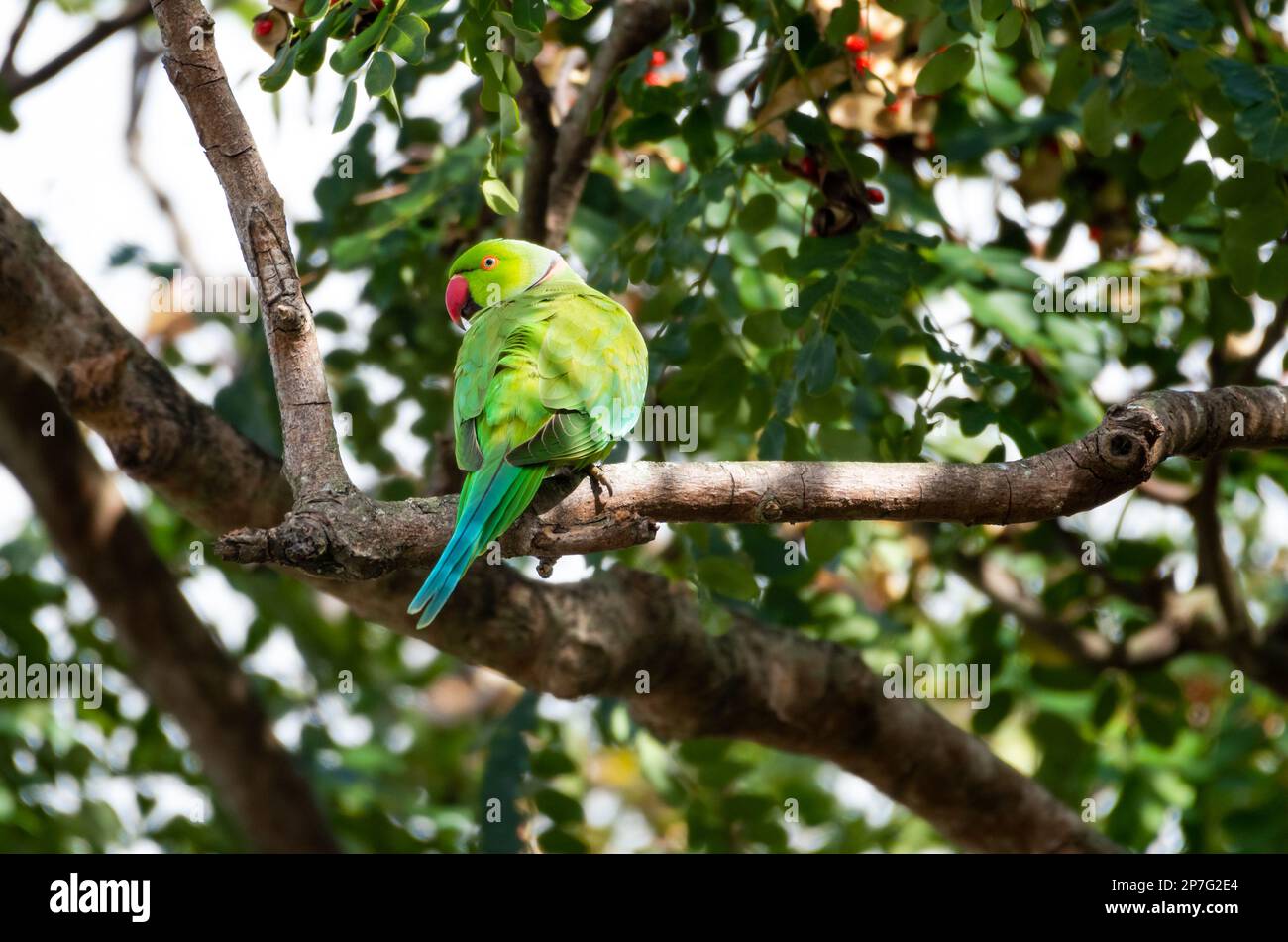 Parakeet carino, con anelli di rosa, arroccato all'ombra di un albero sull'isola di Barbados. Foto Stock