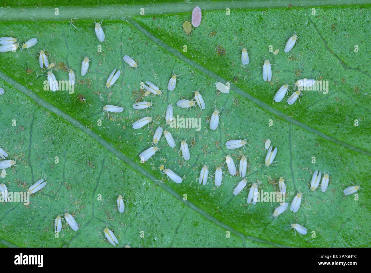 Cotone bianco (Bemisia tabaci) adulti, uova e larve sul lato inferiore di una foglia. Foto Stock