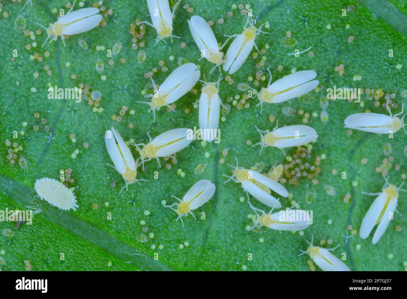 Cotone bianco (Bemisia tabaci) adulti, uova e larve sul lato inferiore di una foglia. Foto Stock