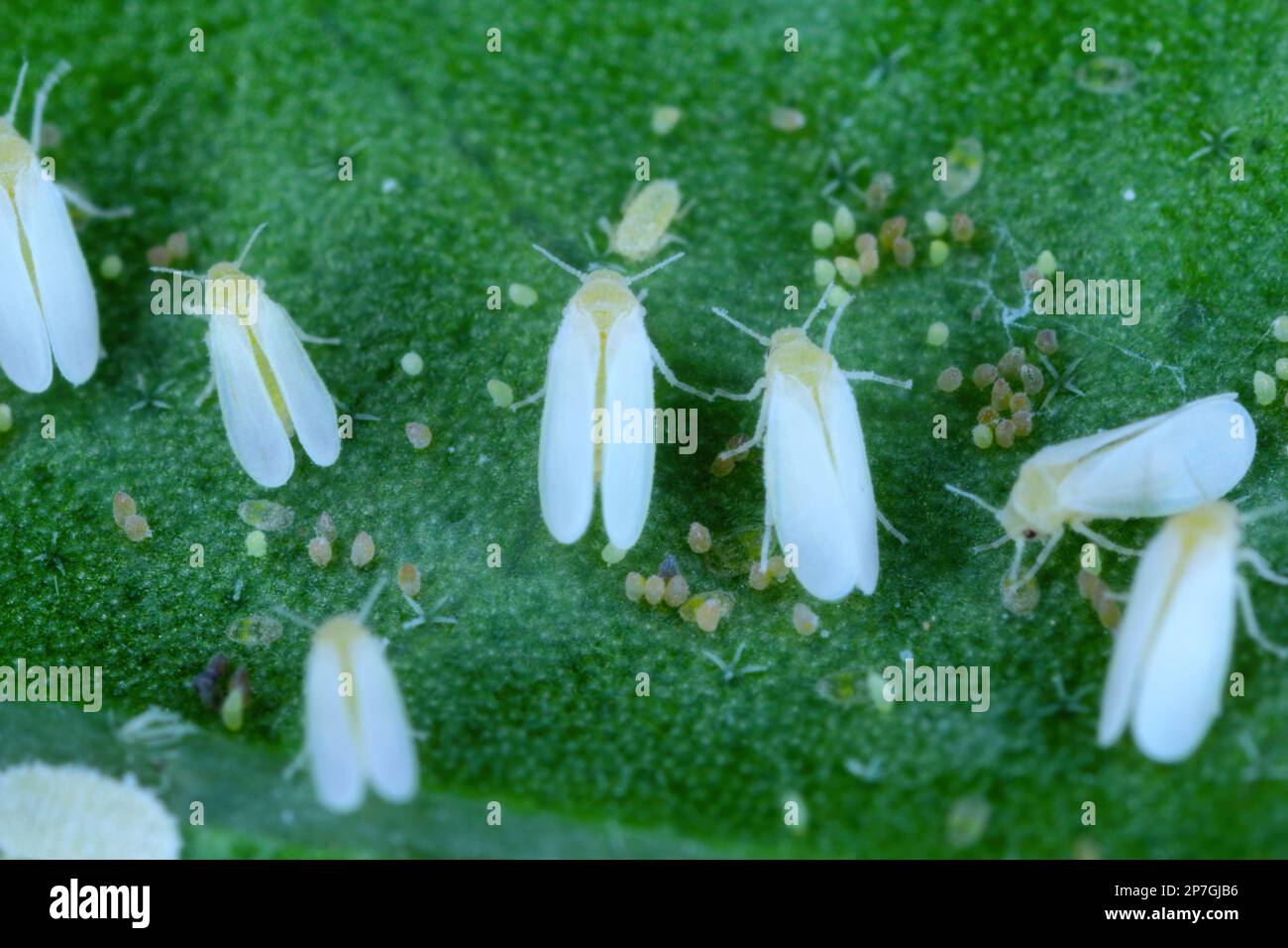 Cotone bianco (Bemisia tabaci) adulti, uova e larve sul lato inferiore di una foglia. Foto Stock