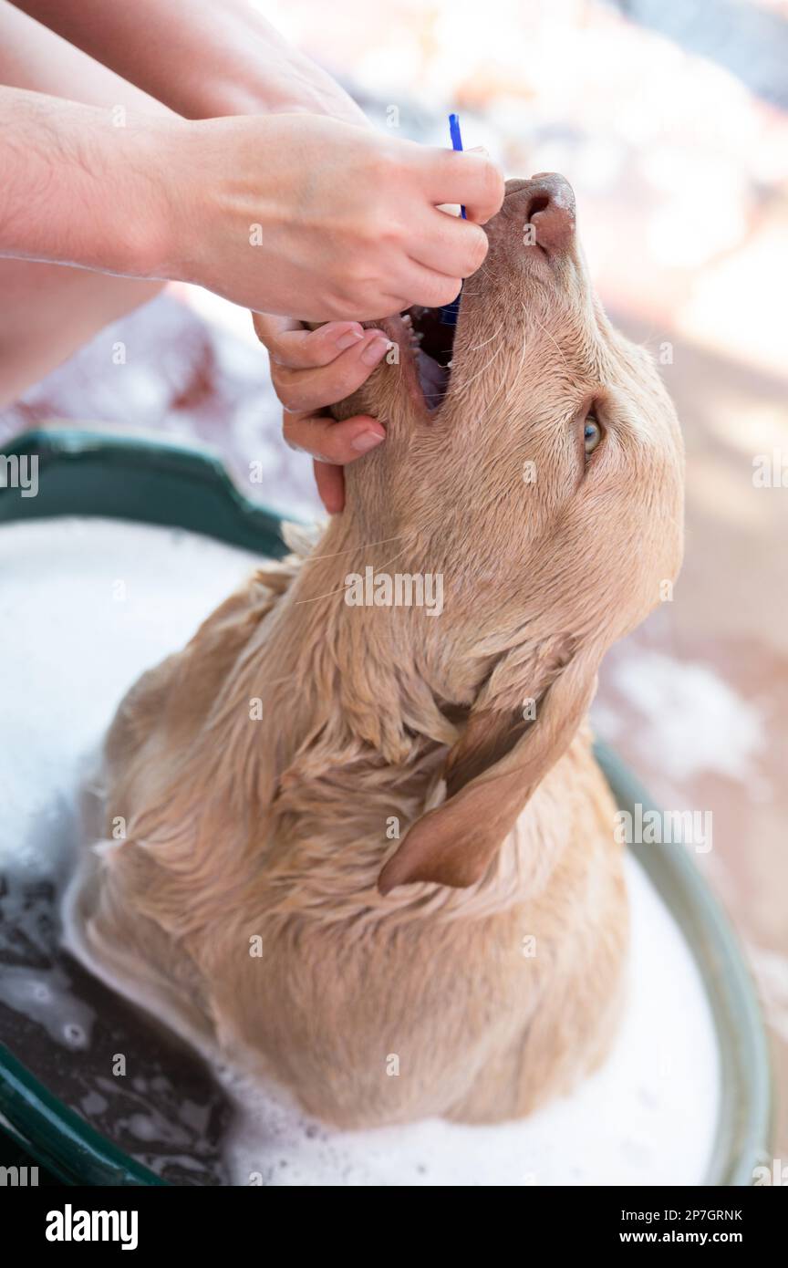 Tema igiene denti cane su sfondo sfocato soleggiato vista ravvicinata Foto Stock