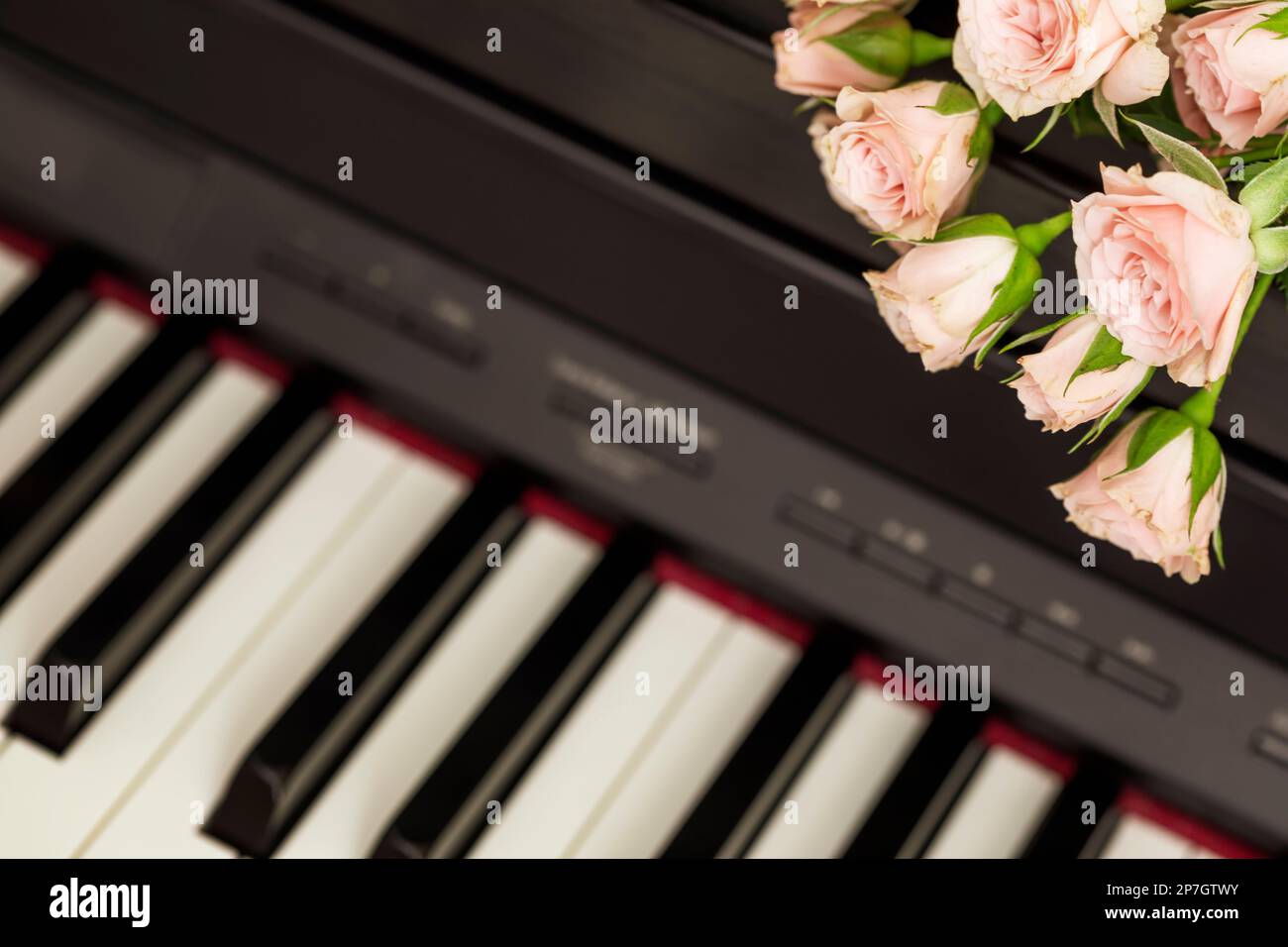 Composizione romantica per le vacanze con rose rosa al pianoforte. Lezioni di pianoforte, educazione musicale, hobby, intrattenimento e concerti. Giorno delle madri , donne Foto Stock