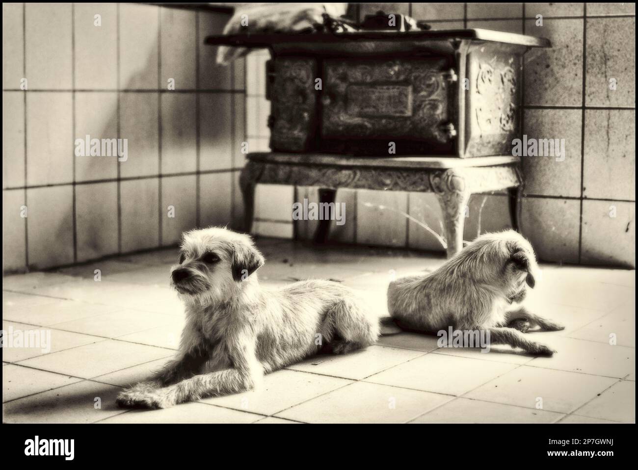 I cani randagi Foto Stock
