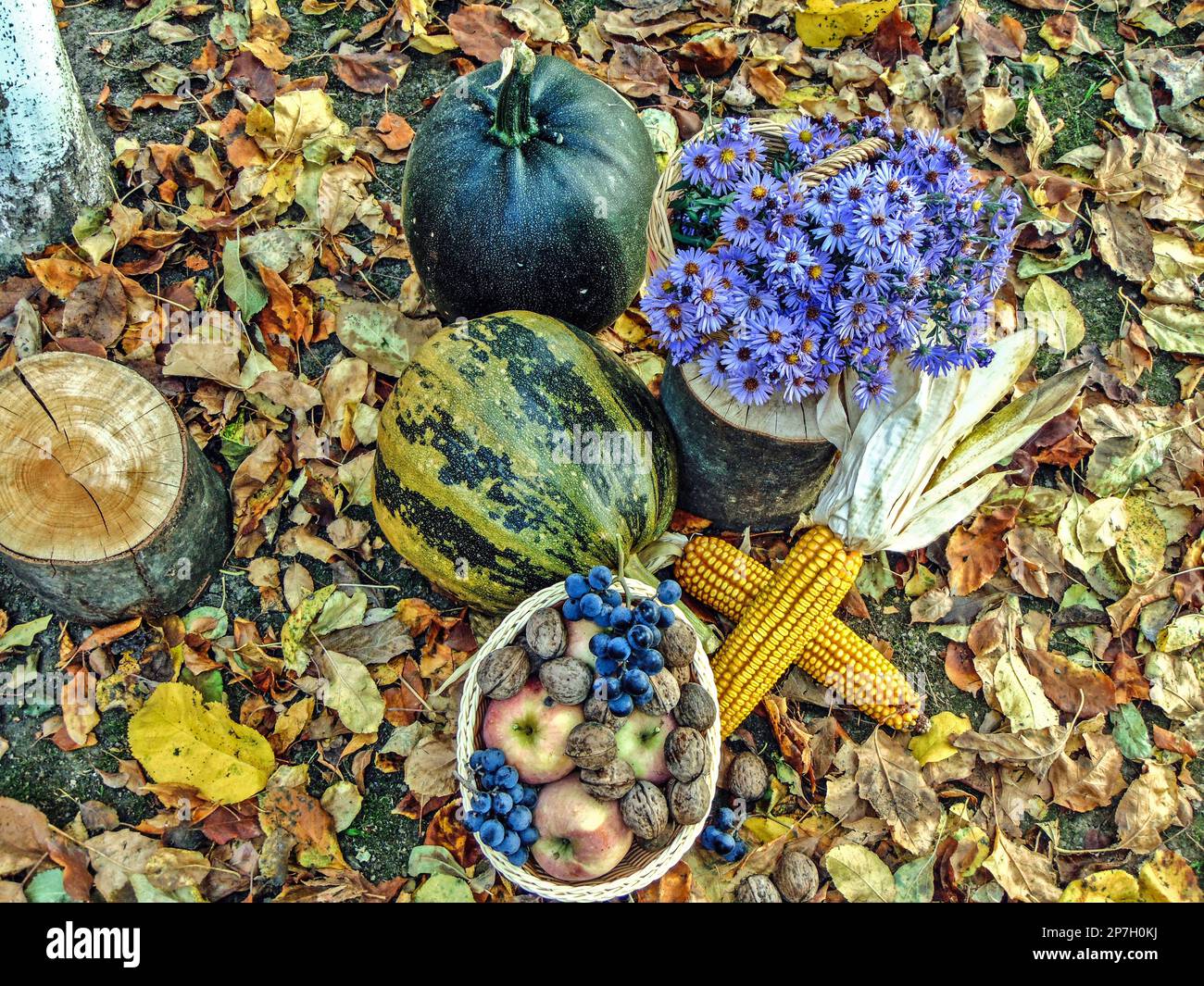 decorazioni autunnali - fiori, cesto con noci, uva, mele e zucche, mais su foglie gialle Foto Stock