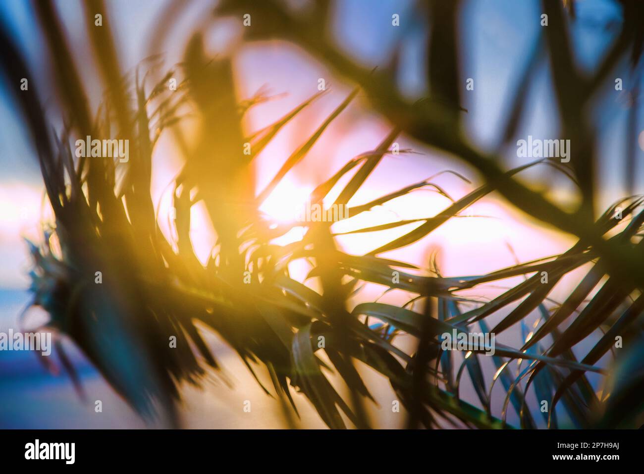 Palme d'inverno al tramonto, il fogliame ondeggiante nel vento Foto Stock