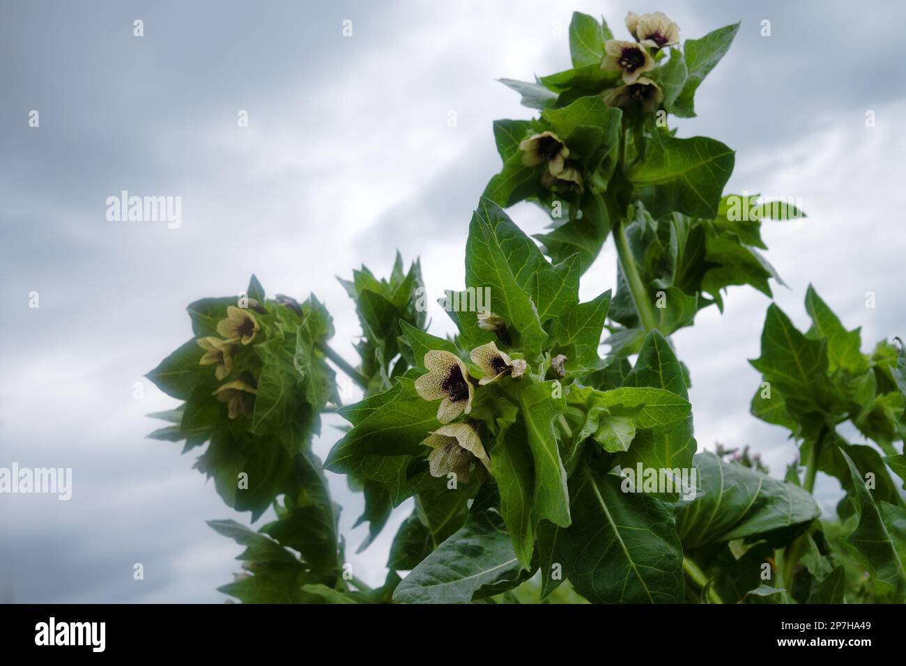 Henbane nero (Hyoscyamus niger). Foto pianta fioritura nel banco dopo la pioggia Foto Stock