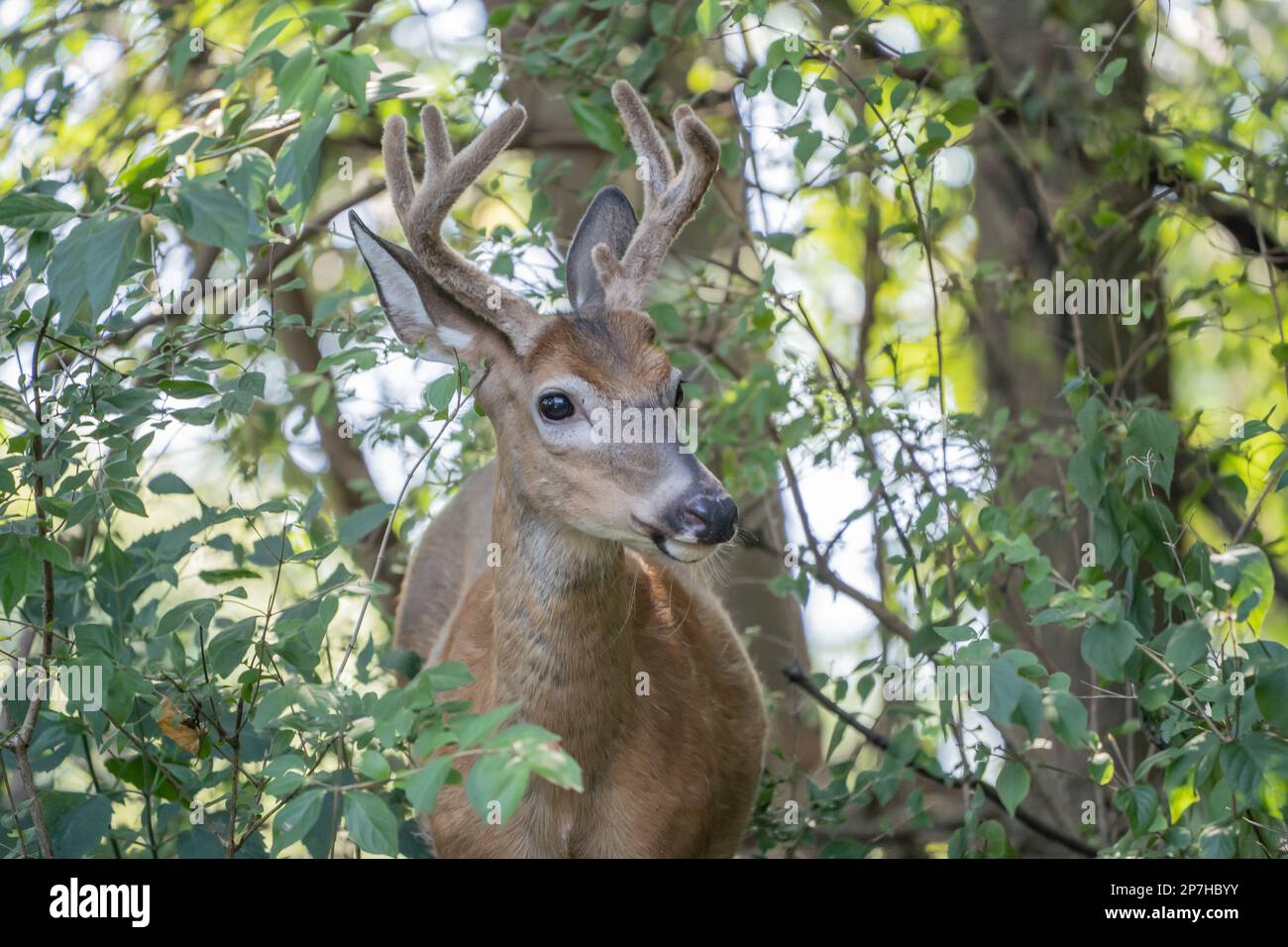 Primo piano di cervi dalla coda bianca con corna, guardando la telecamera mentre si trova nei boschi. Foto Stock