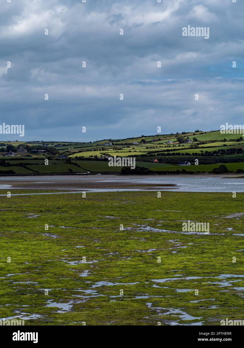 Fondale aperto dopo la bassa marea, zona paludoso. Verde paesaggio collinare. Nuvole bianche, cielo. La costa della contea di Cork. Paesaggio irlandese Foto Stock