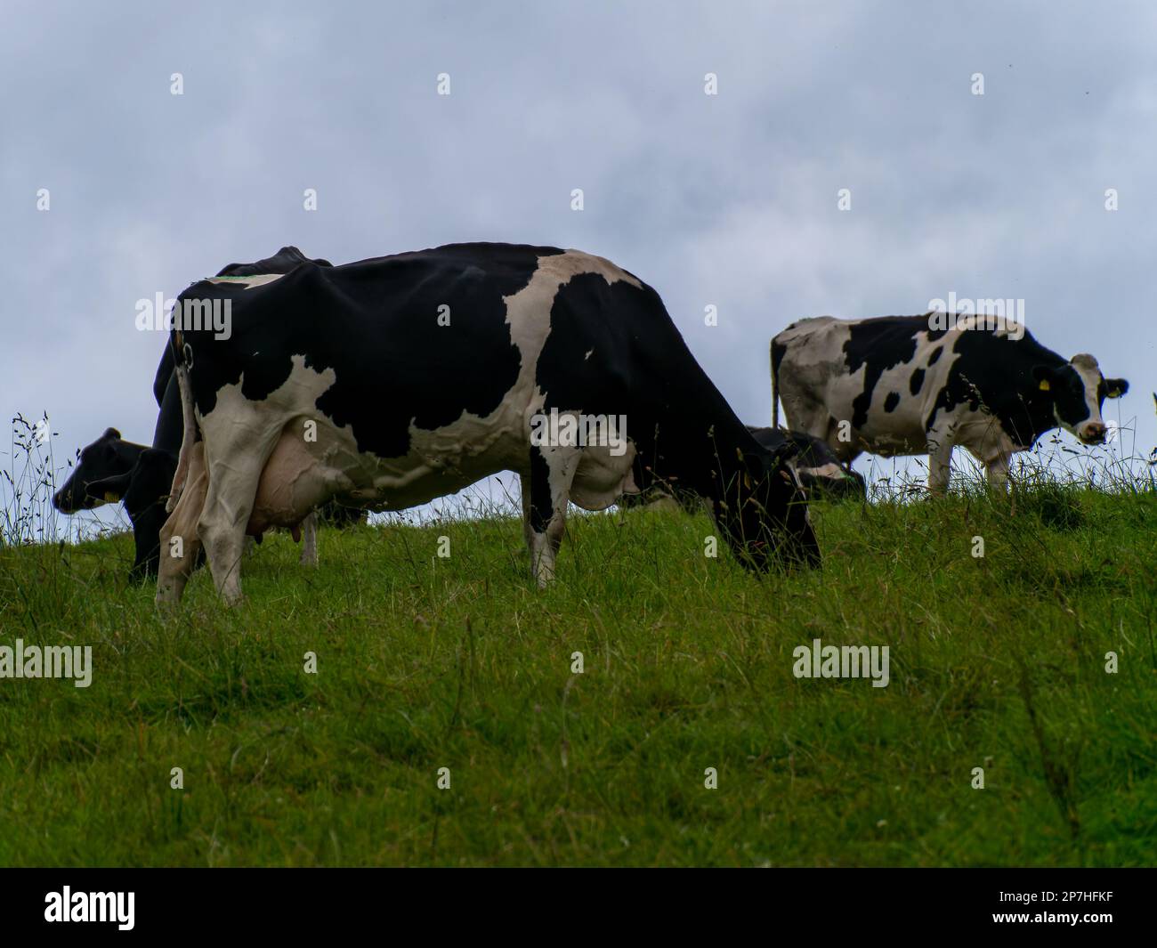Diverse mucche bianche e nere pascolano su un prato verde erboso sotto un cielo nuvoloso. Bestiame su pascolo libero. Fattoria ecologica. Paesaggio agricolo, Foto Stock