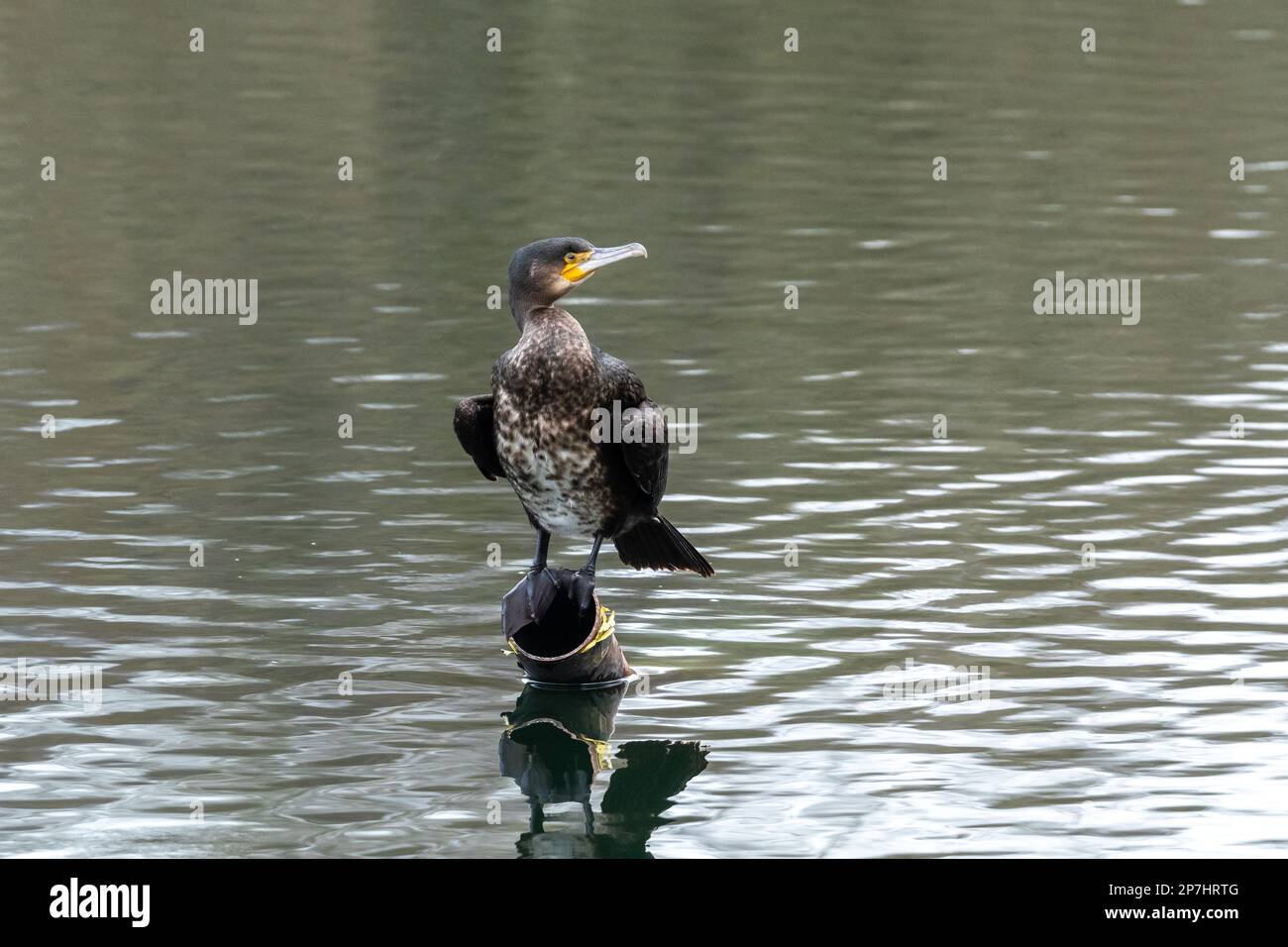 Un Cormorano UK (Phalacrocorax Carbo) arroccato su un tubo nel mezzo di un lago di acqua dolce. Foto Stock