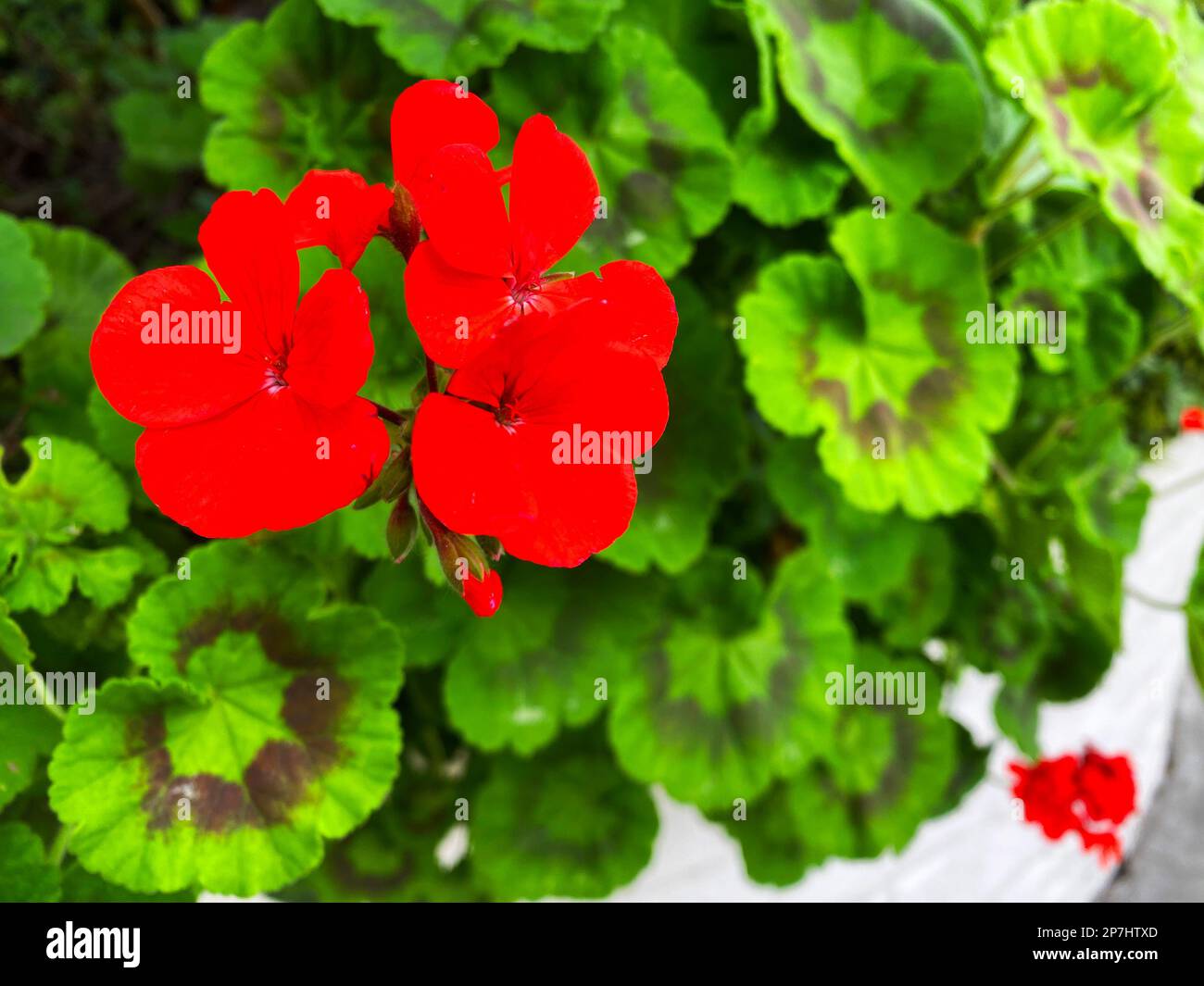 Geranio a ferro di cavallo, Pelargonium zonale Foto Stock