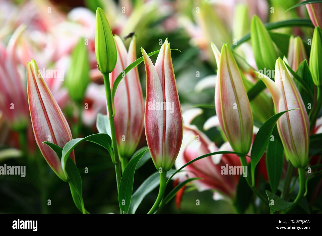 Boccioli di fiori di giglio orientale (giglio fragrante), primo piano di rosso con boccioli di fiori di giglio bianco che crescono nel giardino Foto Stock