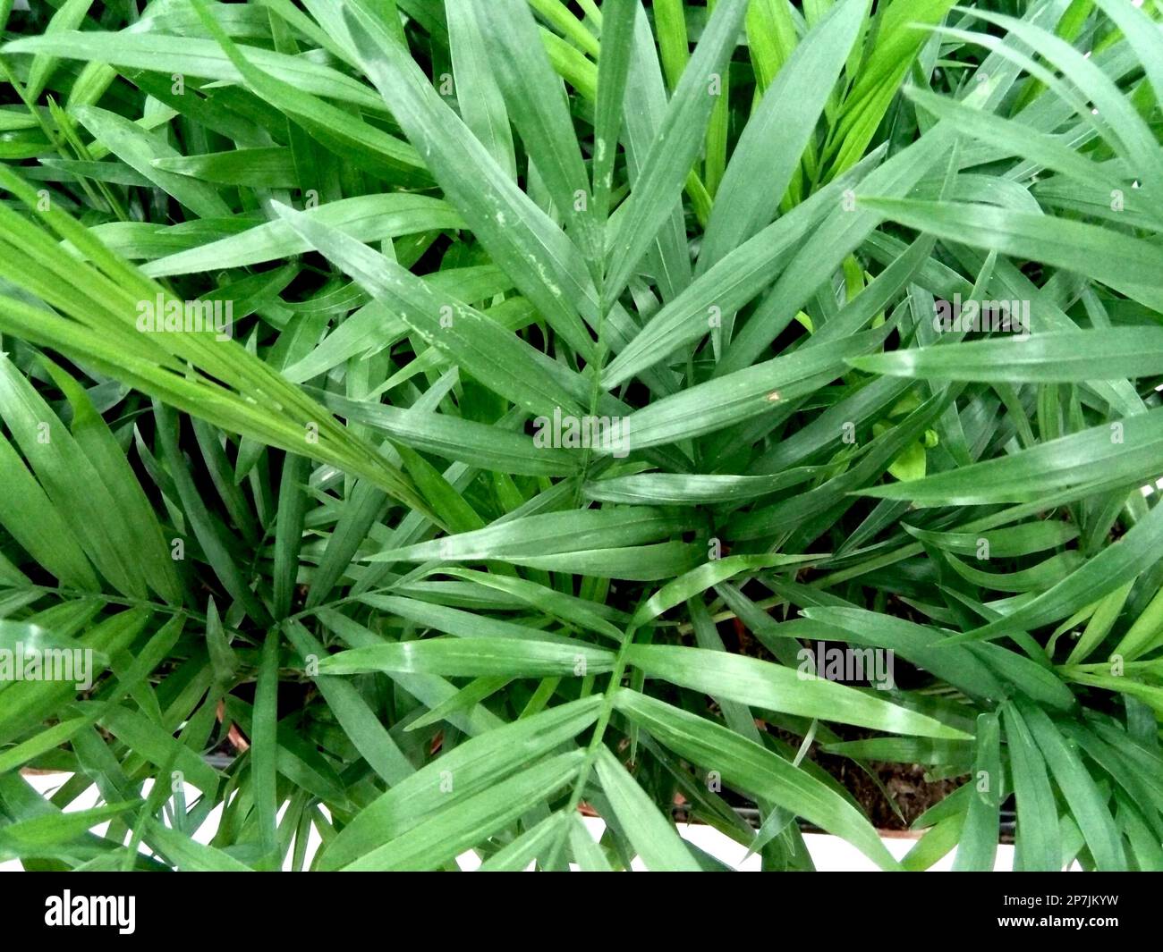Palma di buona fortuna - primo piano Foto Stock