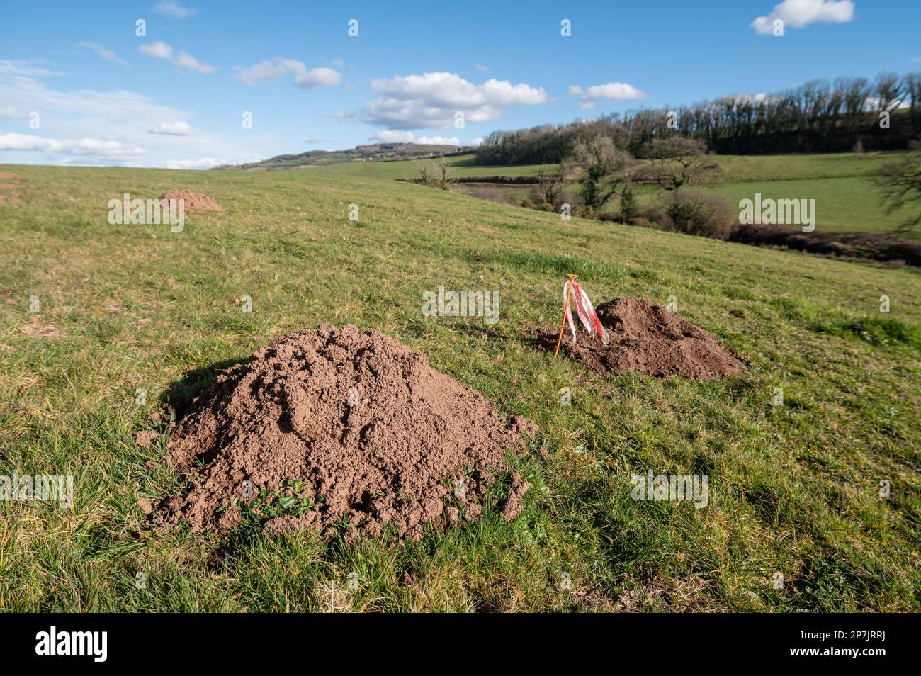Tumuli di terra realizzati da talas di campo e una trappola in un campo di pascolo, Carmarthenshire, Galles, Regno Unito Foto Stock