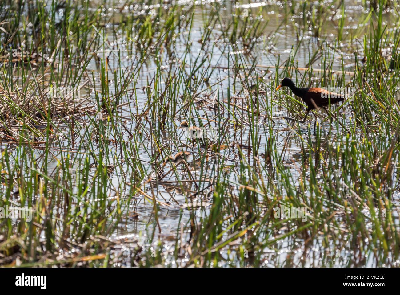 Jacana settentrionale (Jacana spinosa) con pulcini nelle paludi di Usumacinta, Messico Foto Stock