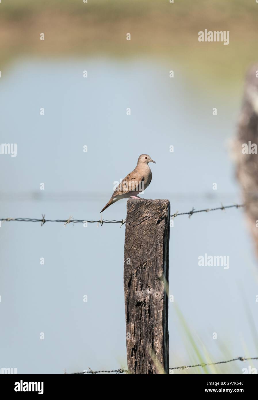 Colombina talpacoti (Columbina talpacoti) arroccato su un palo di legno in Messico Foto Stock