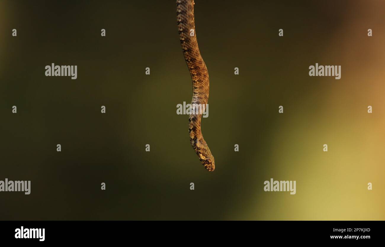 Serpente catturato da un ramo di un albero e sospeso nell'aria. dettaglio serpente Foto Stock