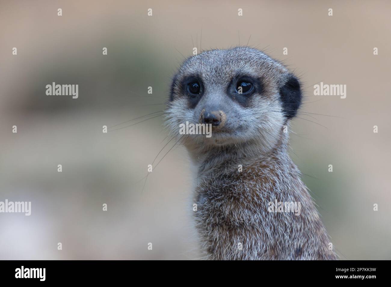 Ritratto di un suricato consapevole di fronte a uno sfondo sfocato Foto Stock