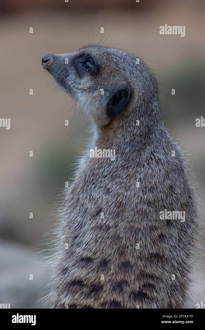 Ritratto di un suricato consapevole di fronte a uno sfondo sfocato Foto Stock