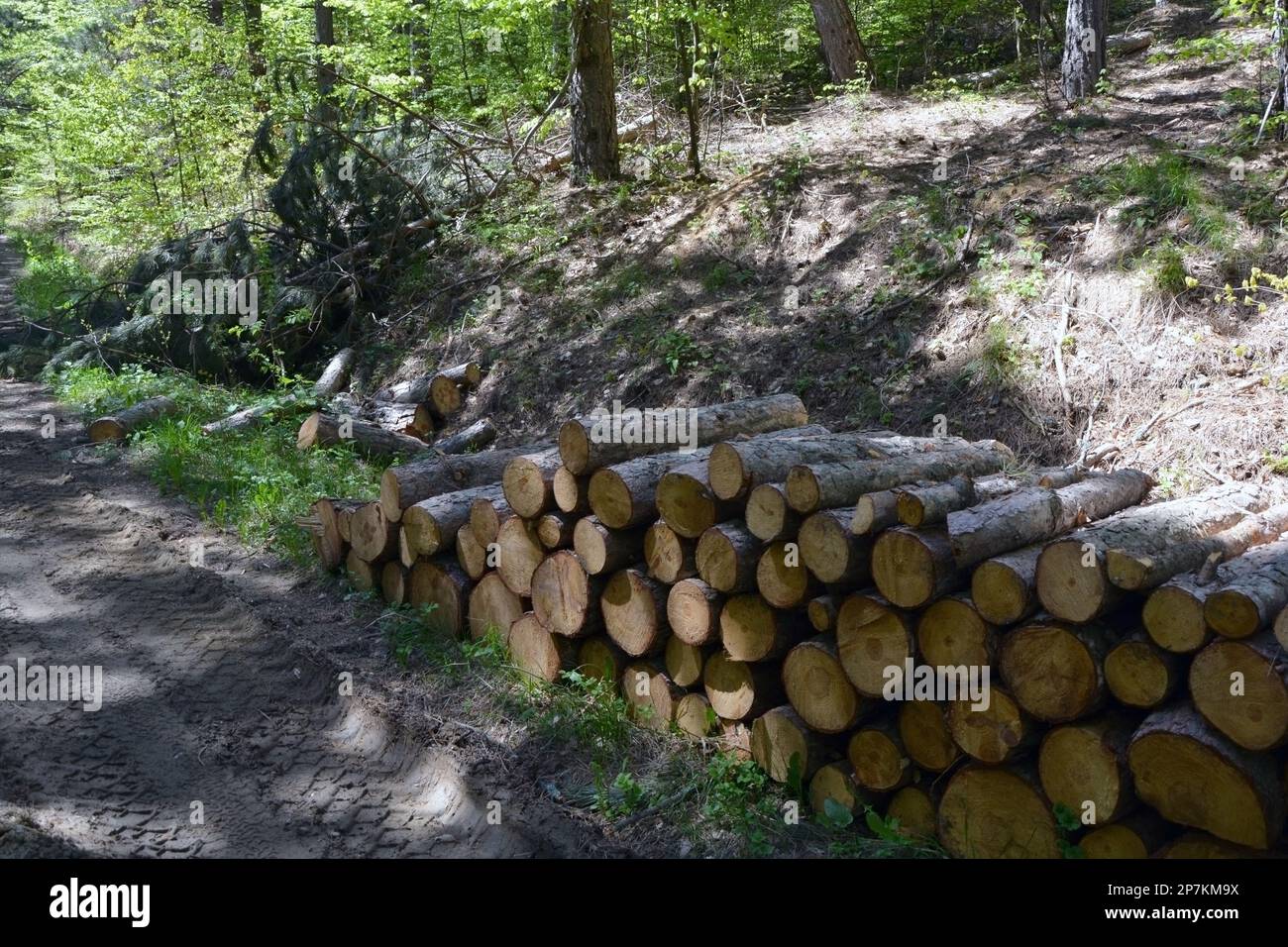 Un mucchio di tronchi tagliati di alberi con gli anelli dell'albero che mostrano accatastati all'aperto vicino ad una strada sterrata nella foresta. Immagine orizzontale con spazio di copia Foto Stock