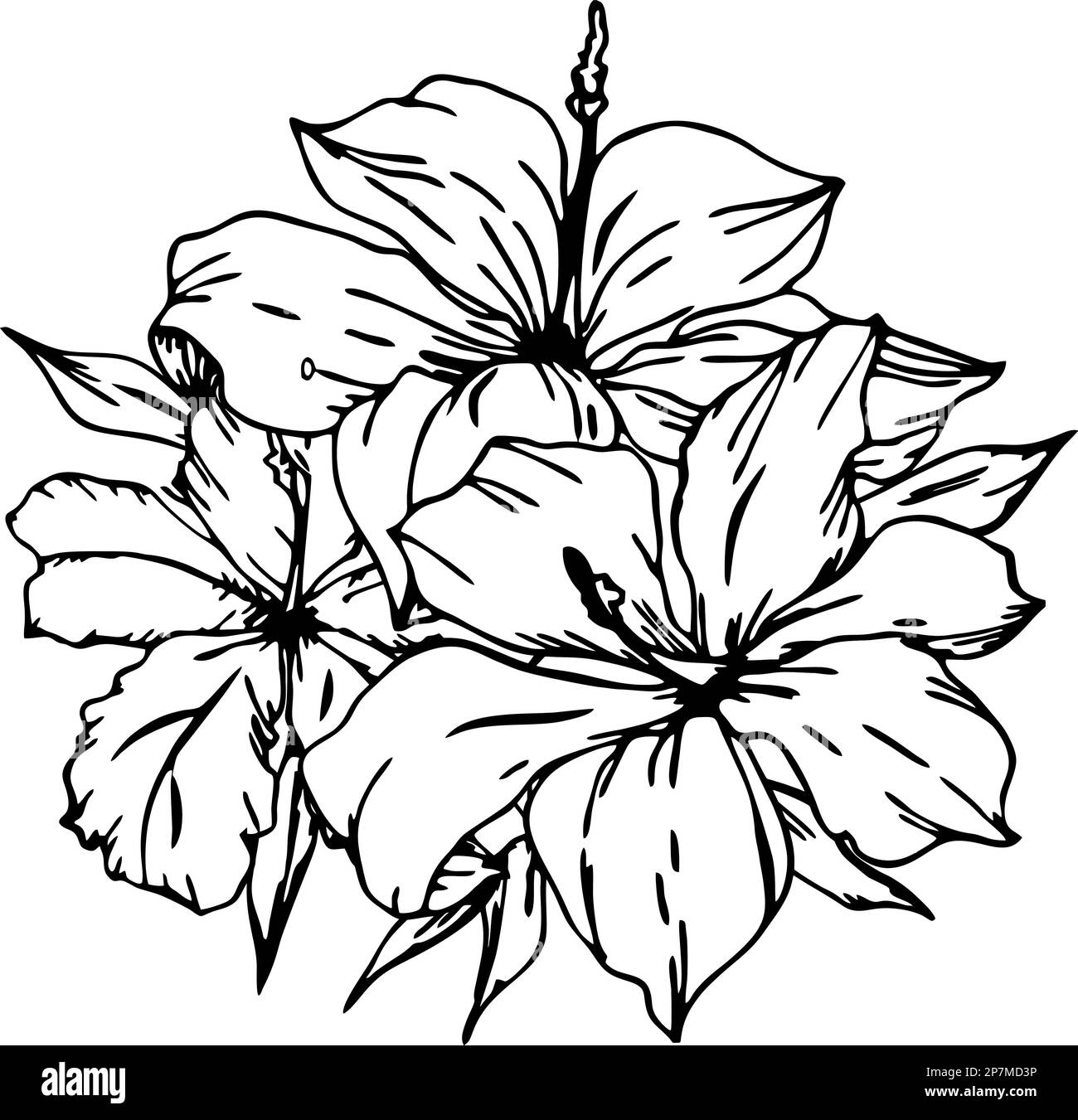 contorno nero disegno di un ramo di fiori su sfondo bianco, logo, arte Foto Stock