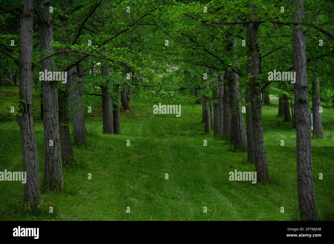 Percorso verde di alberi di gingko Foto Stock