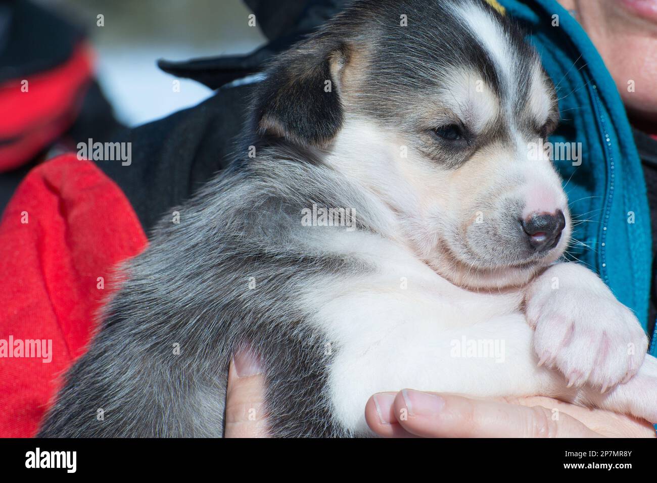 Primo piano di cucciolo di Husky siberiano, Lapponia Foto Stock