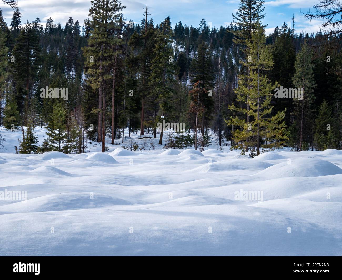 WA23227-00...WASHINGTON - Hummocks in un'area coperta di neve lungo la pista di fondo numero 9 a sud e sotto la cima Sud Sno-Par Foto Stock