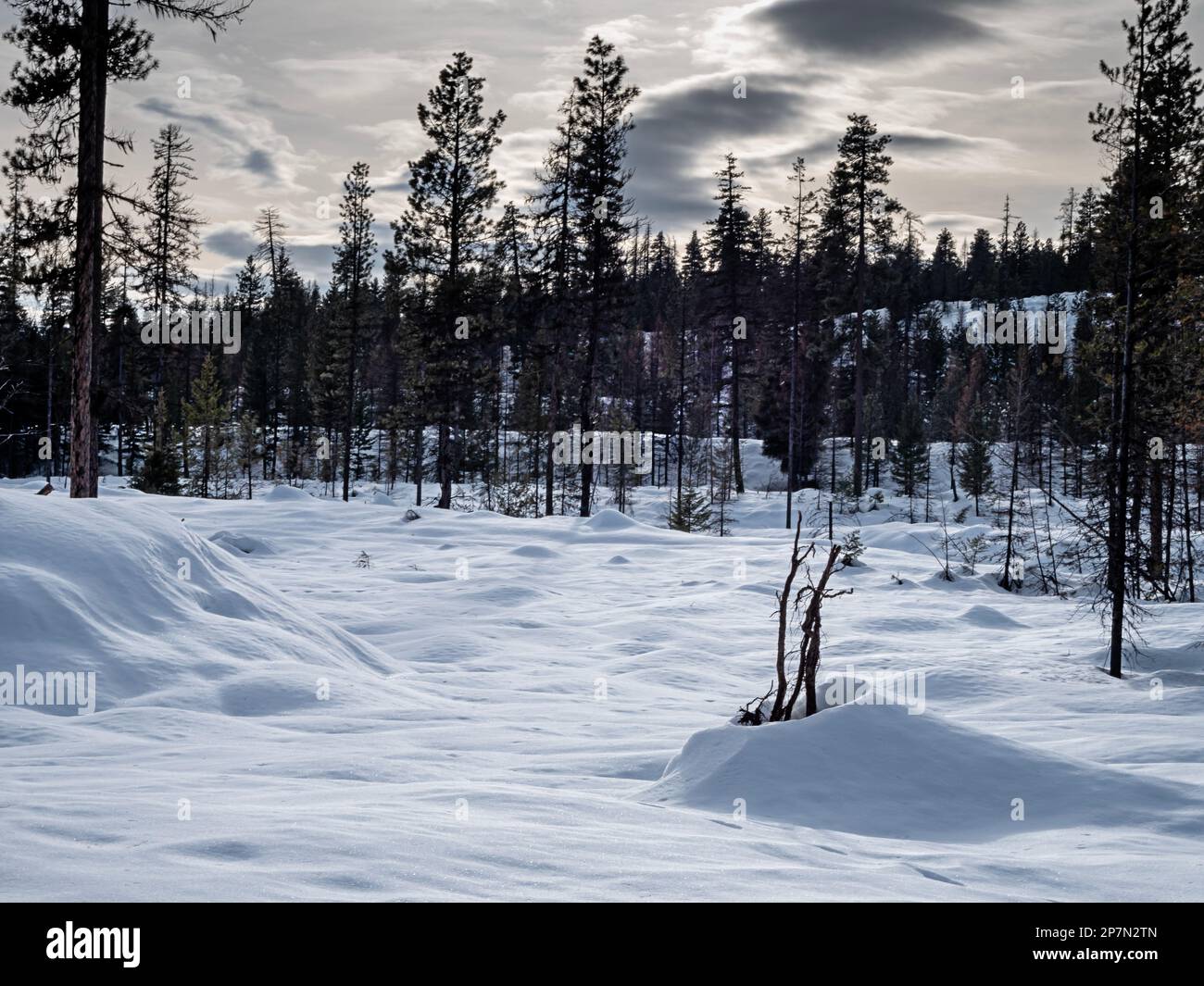 WA23228-00...WASHINGTON - Un disordinato taglio coperto di neve sul lato sud del Passo Loup Loup nella zona di sci di fondo South Summit Sno-Park. Foto Stock