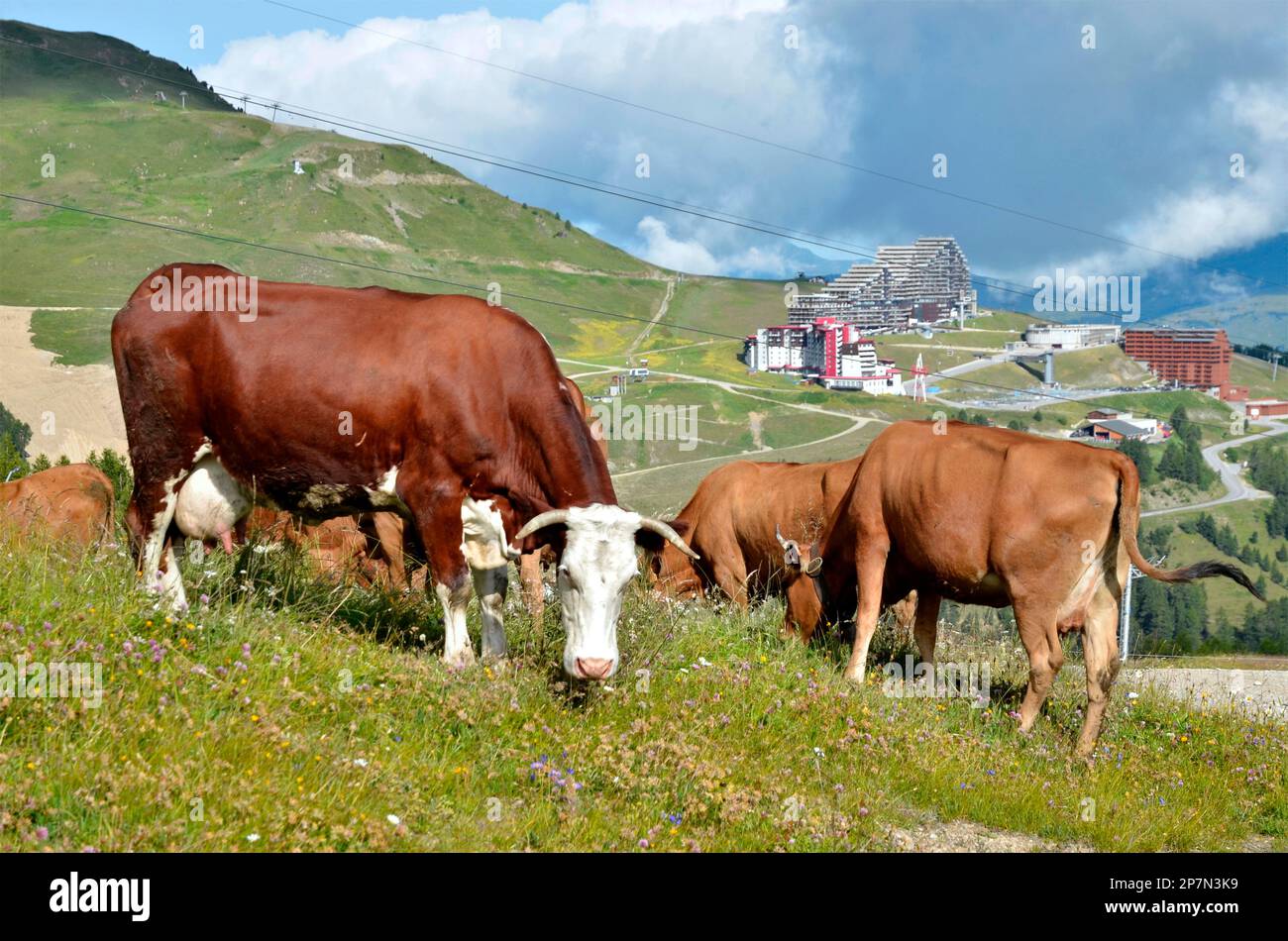 Mucche brune che pascolano nelle Alpi francesi nel dipartimento della Savoia e il villaggio la Plagne sullo sfondo Foto Stock