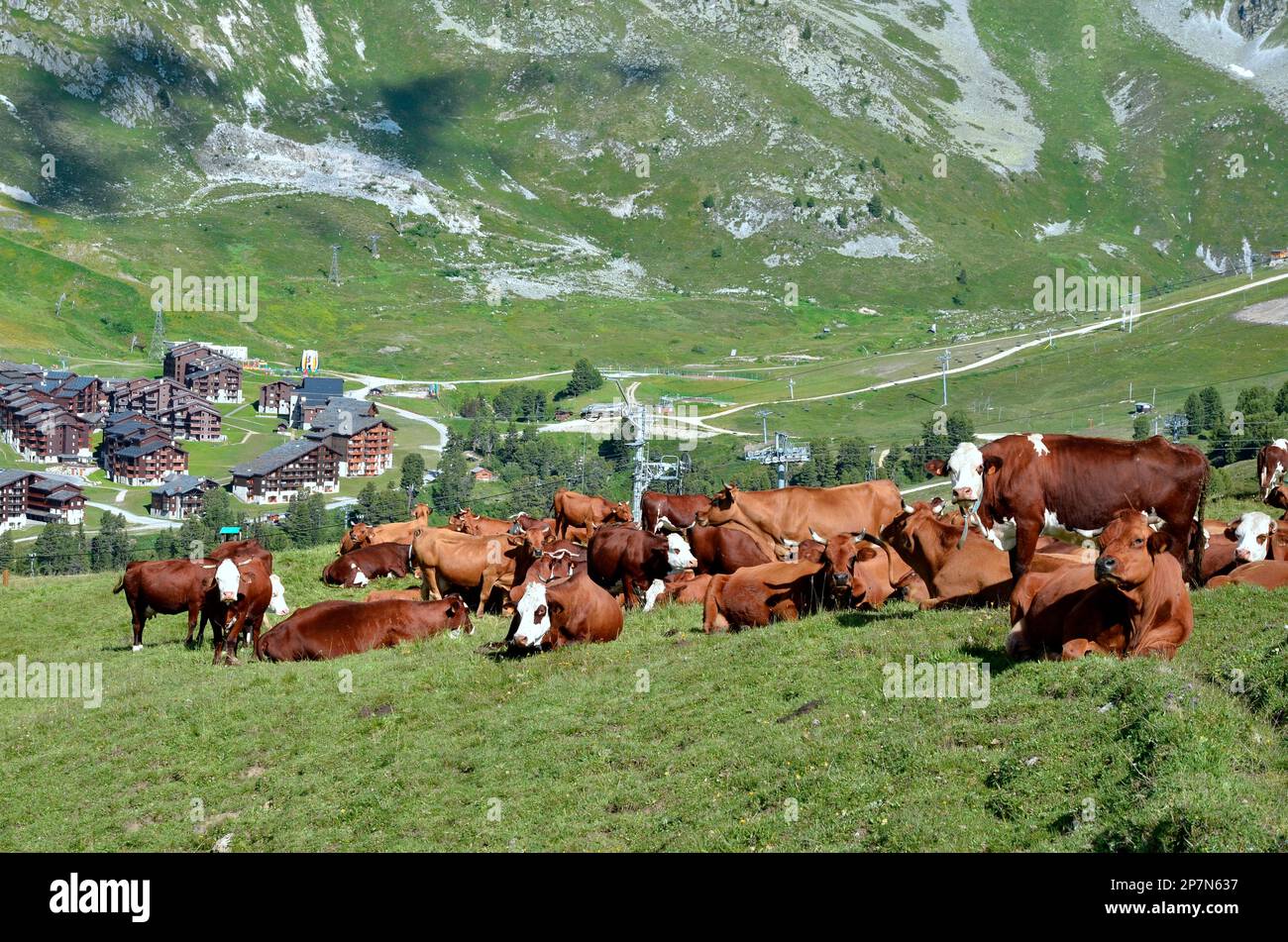Mucche brune che pascolano nelle Alpi francesi nel dipartimento della Savoia e il villaggio la Plagne sullo sfondo Foto Stock