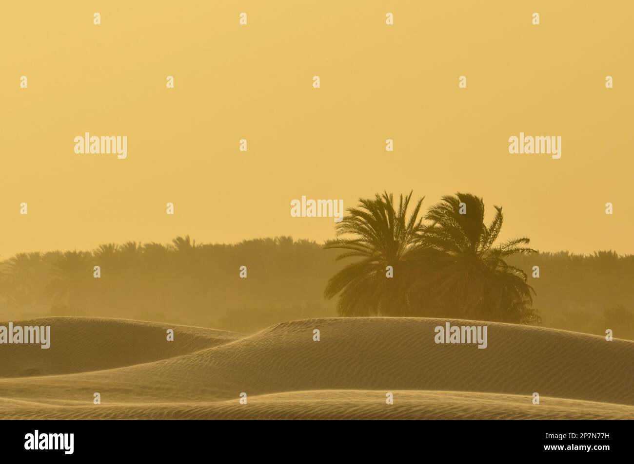 Tempesta di sabbia nel deserto arabo vicino all'Hatta Dubai Foto Stock