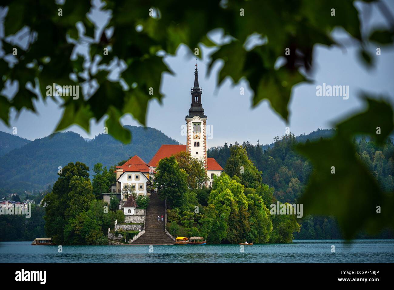 Vista unica della chiesa medievale dell'Assunzione di Maria a Bled, Slovenia, incorniciata da foglie verdi Foto Stock