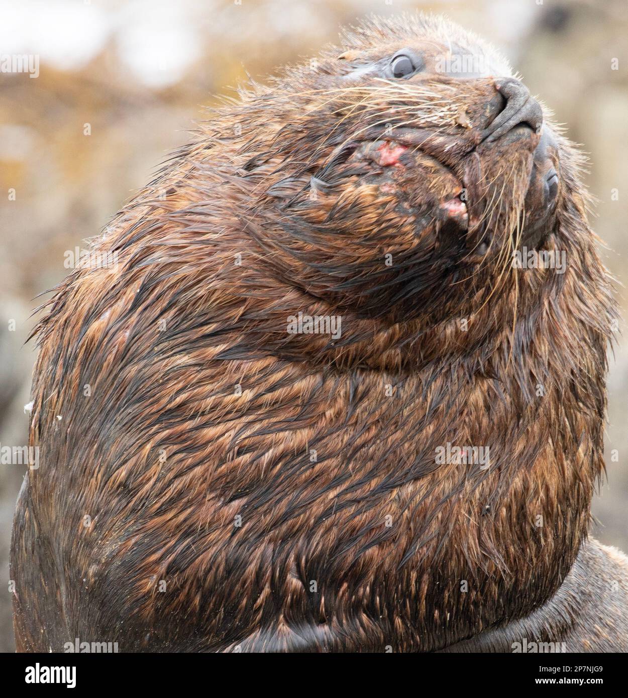 Un toro maschio Leone del Mare del Sud, Otaria flavescens, nelle Isole Falkland Foto Stock