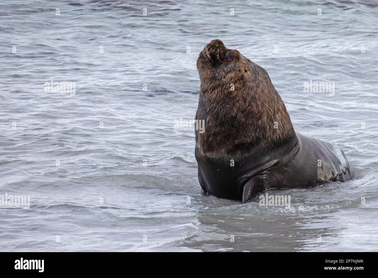 Un toro maschio Leone del Mare del Sud, Otaria flavescens, nelle Isole Falkland Foto Stock