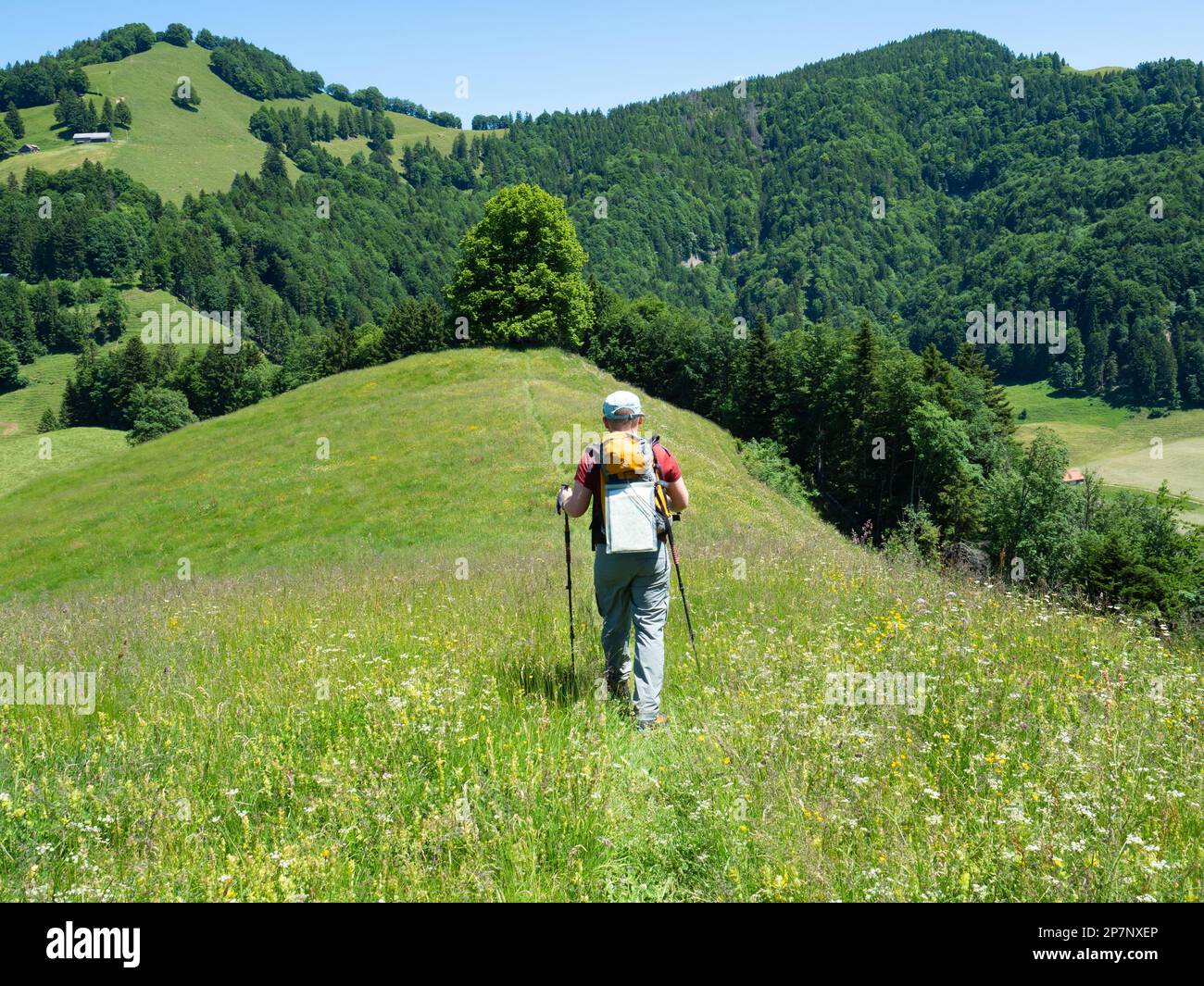 Zurigo, Svizzera - Giugno 12th 2023: Un escursionista che cammina lungo un crinale erboso con bellissimi fiori Foto Stock