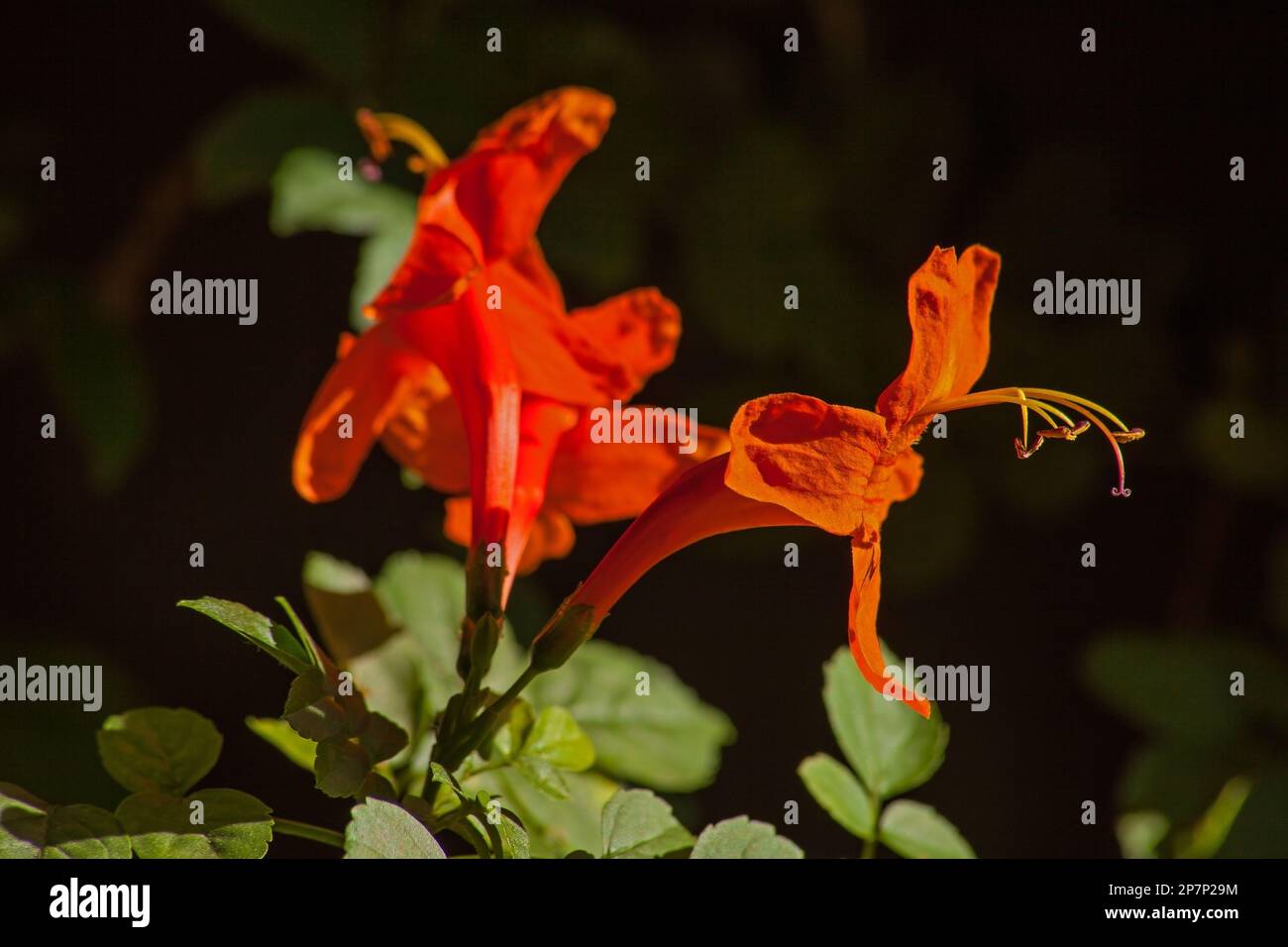 Capo Honeysuckle Tecomaria capensis 10532 Foto Stock