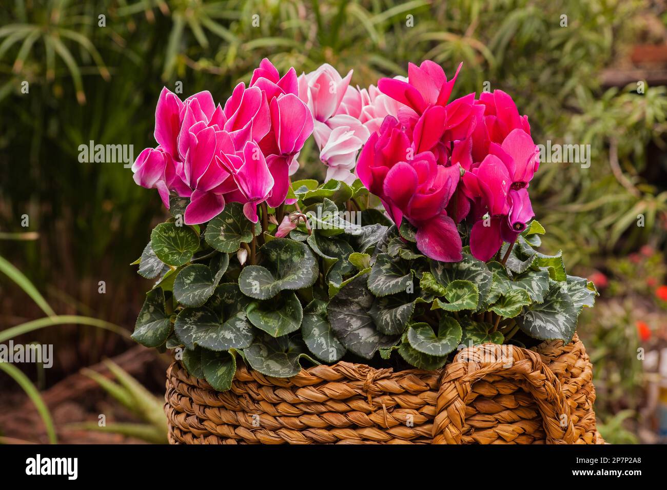 Sfumature di Pink9965 Foto Stock