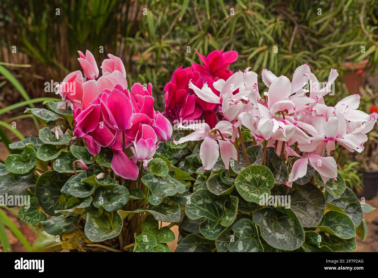 Sfumature di rosa 9972 Foto Stock