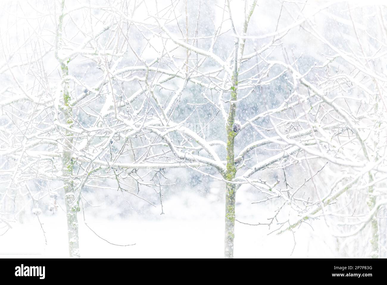 Alberi nella neve, foto chiave in alto scattata durante la nevicata pesante Foto Stock