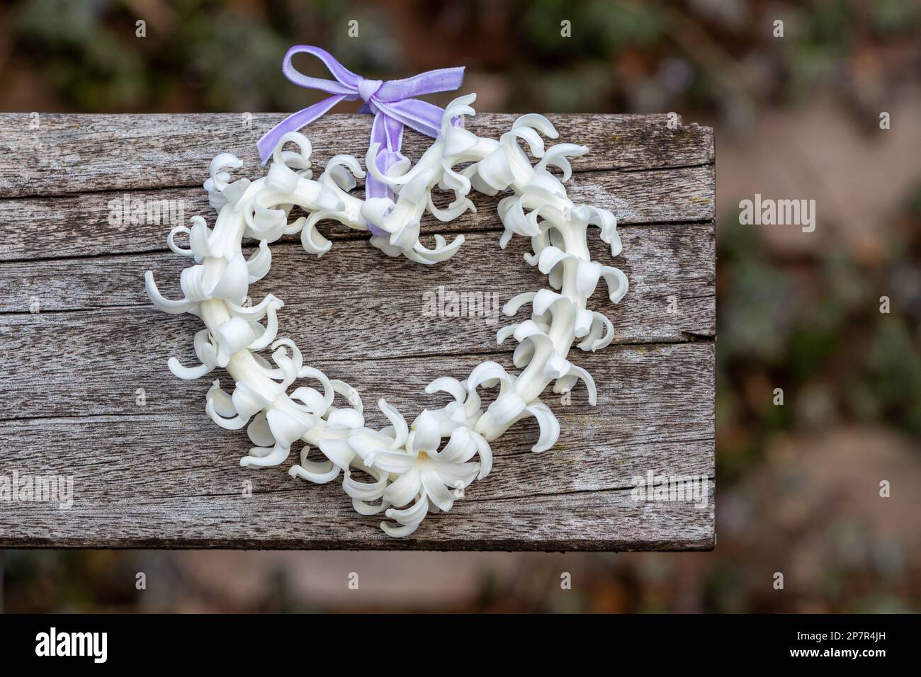 cuore di fiori da giacinto bianco Foto Stock