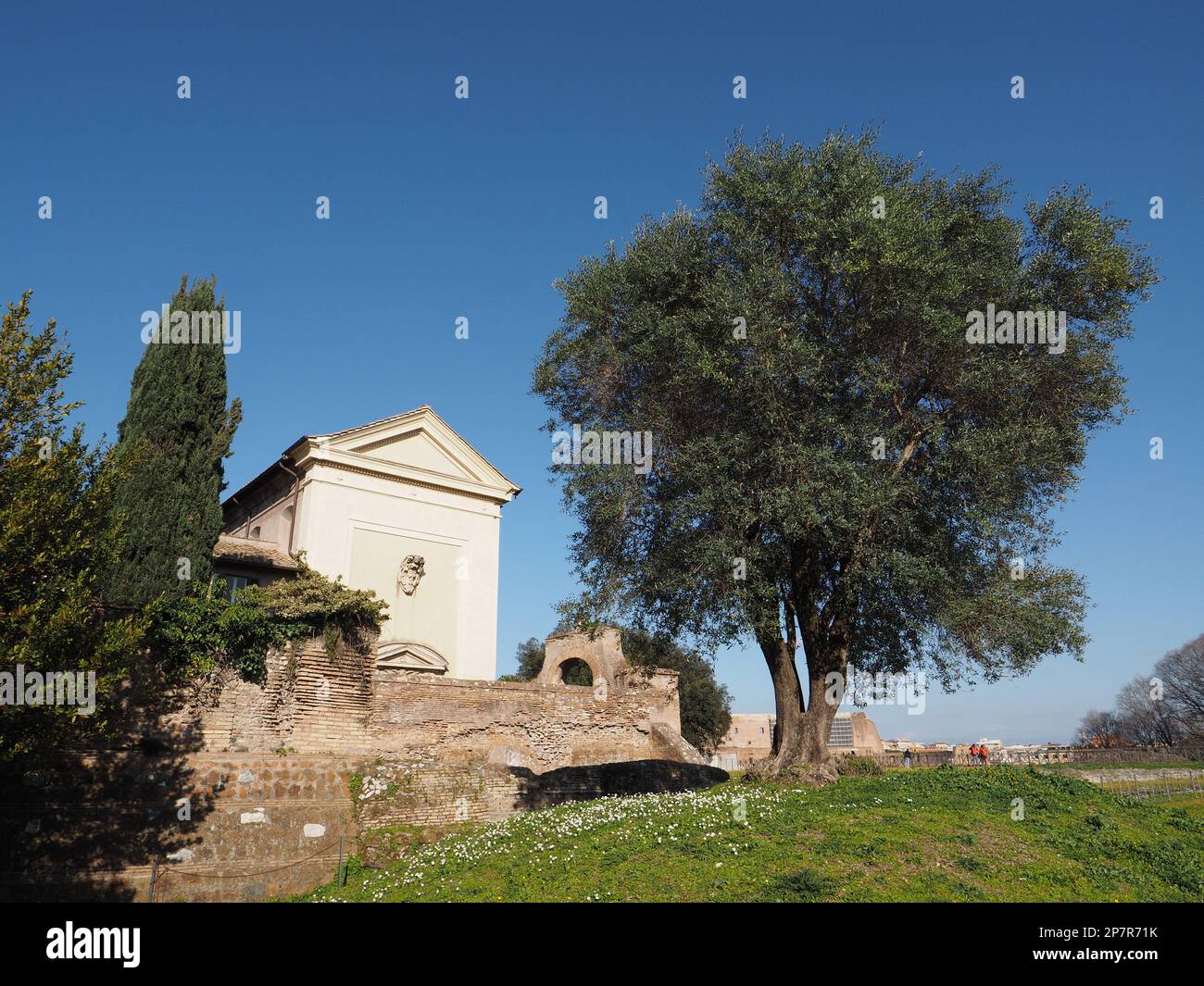 Sul colle Palatino di Roma si trovano molti ulivi, alcuni dei quali molto vecchi. Roma, Italia Foto Stock