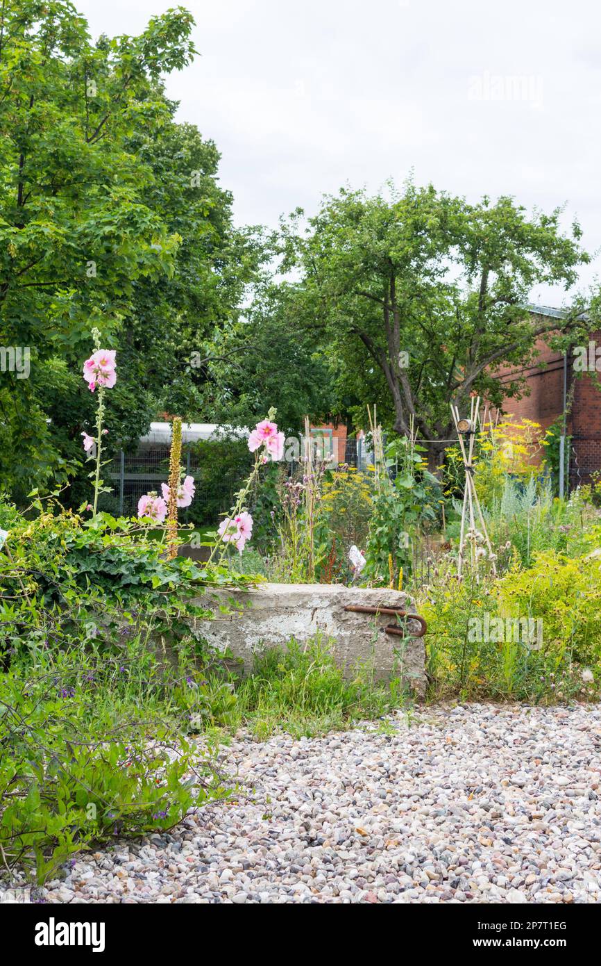 Gli ollyhocks crescono su una parete di calcestruzzo sovracresciuta con edera e rinforzo di acciaio. Un giardino selvaggio in un sito industriale abbandonato ad Amburgo. Il Foto Stock