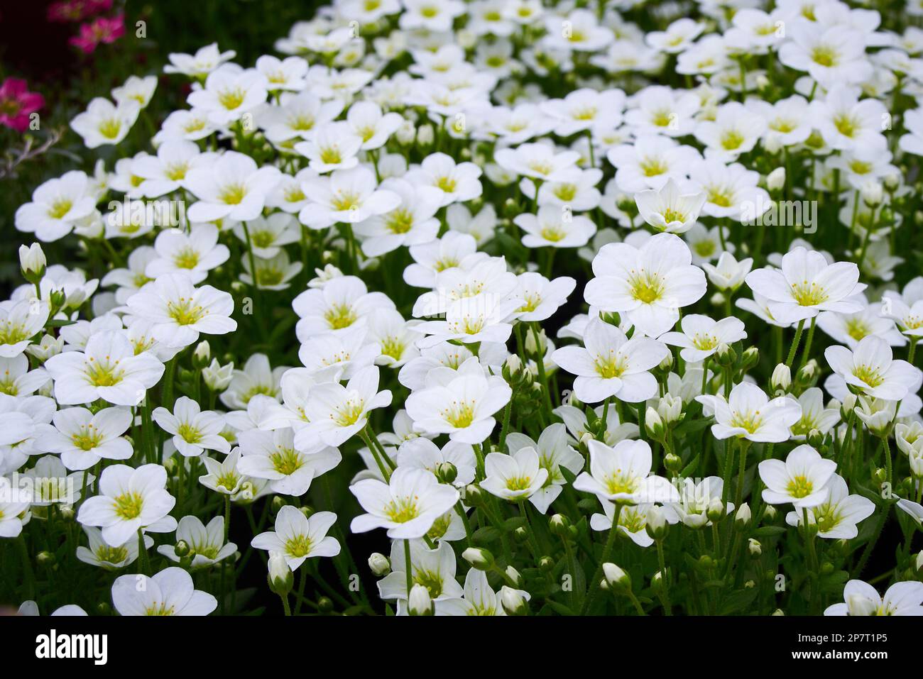 Saxifraga piccoli fiori bianchi, Saxifraga arendsii Adebar famiglia Saxifragaceae pianta fioritura perenne Foto Stock